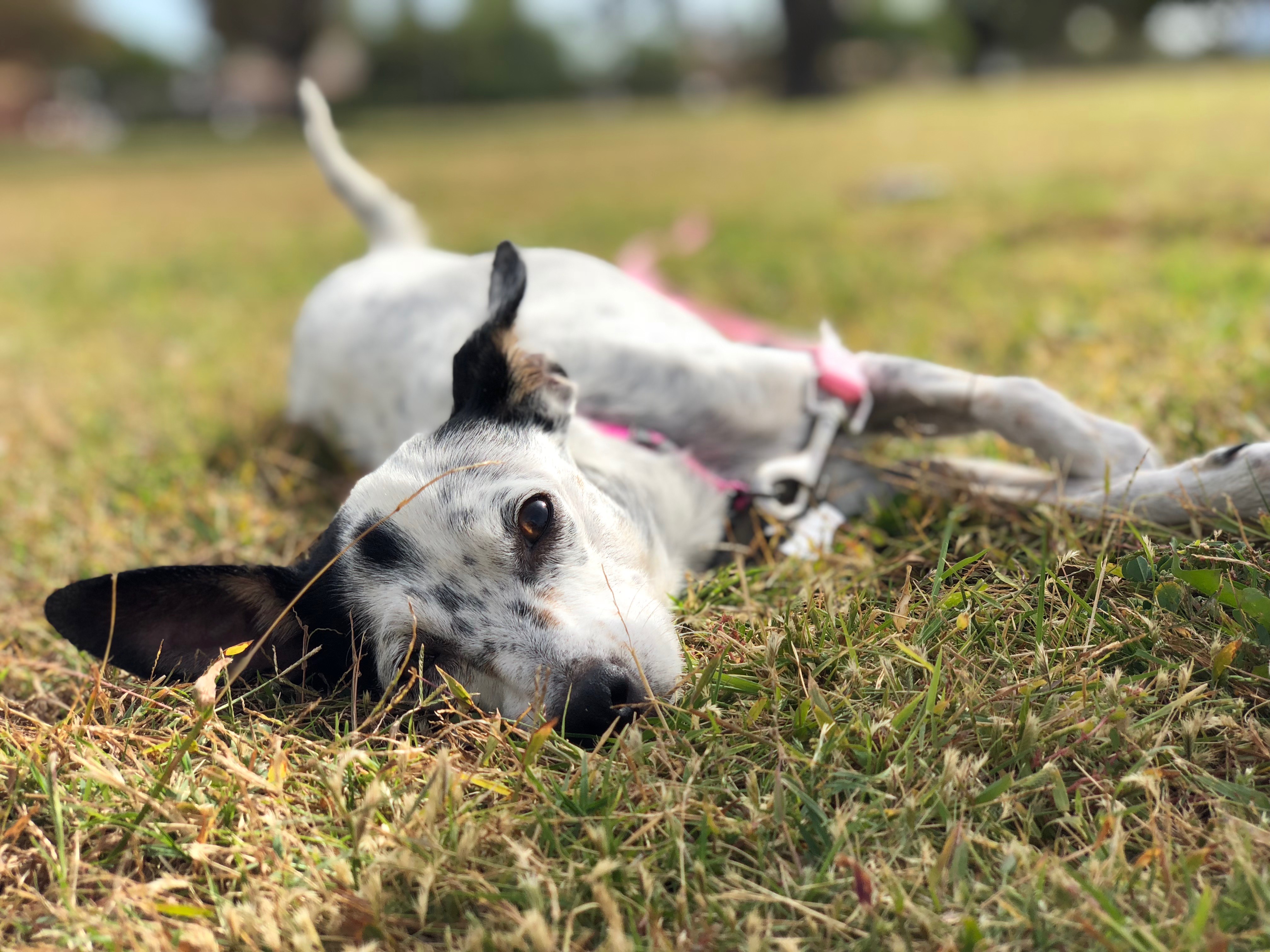Aspen the dog relaxing in the grass